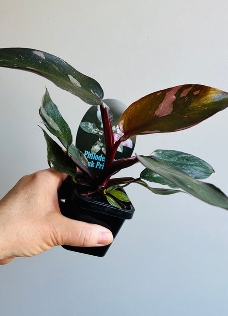 Philodendron 'Pink Princess'