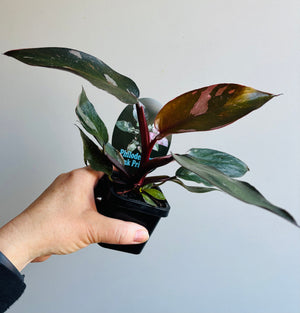 Philodendron 'Pink Princess'