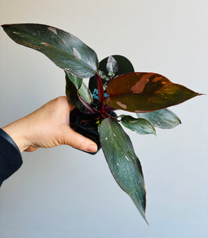 Philodendron 'Pink Princess'