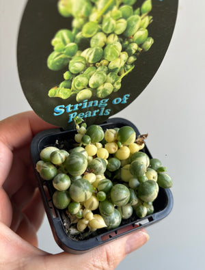 Senecio rowleyanus variegata - Variegated String of Pearls
