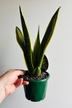 Sansevieria trifasciata - Golden Flame
