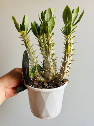 Pachypodium rosulatum