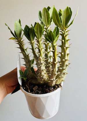 Pachypodium rosulatum