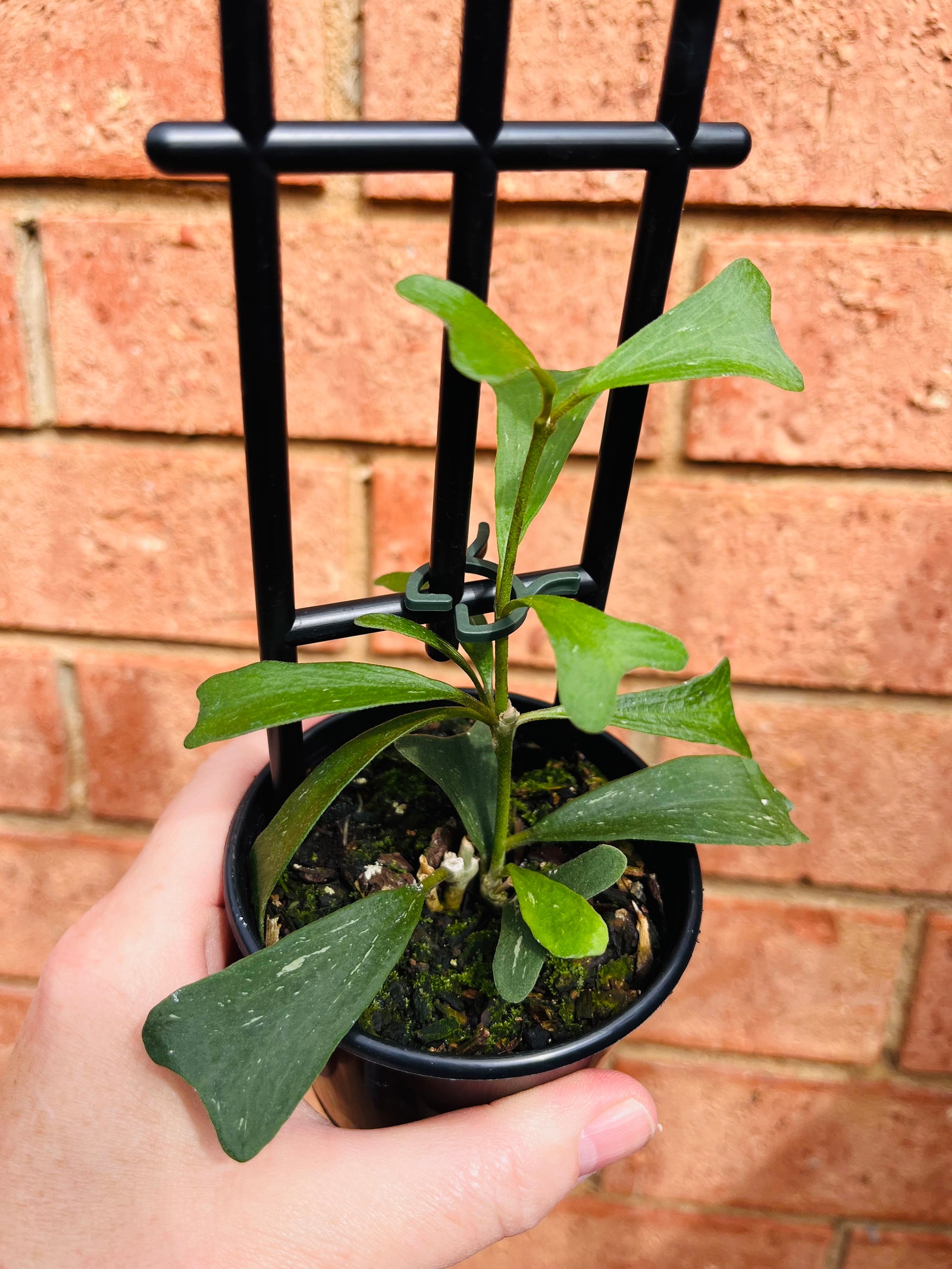 Hoya - Manipurensis Collection No. 214