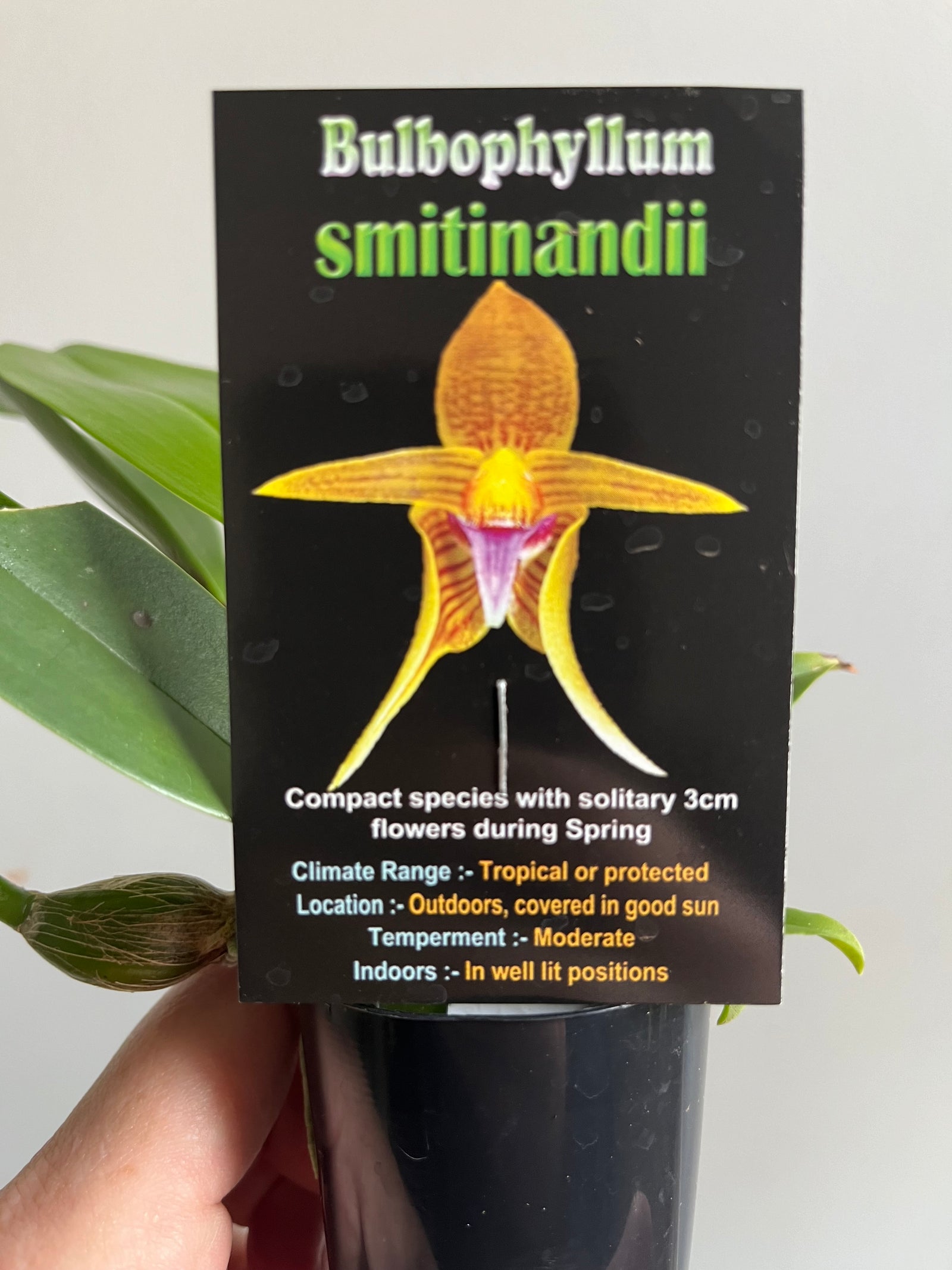 Bulbophyllum smitinandii