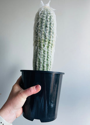 Espostoa lanata - Peruvian Old Man Cactus