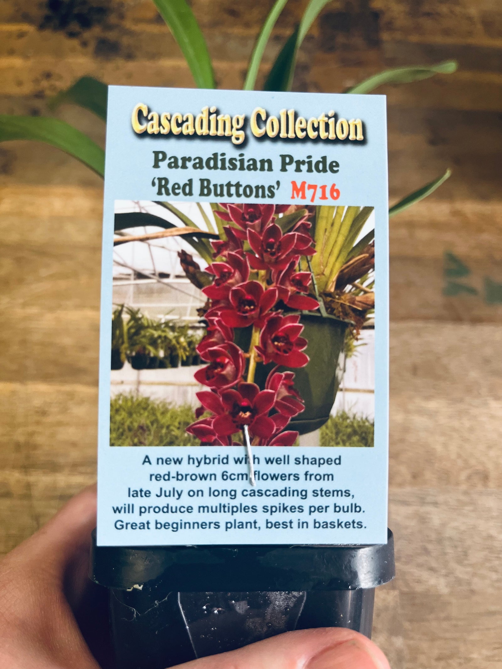Cascading Collection - Paradisian Pride 'Red Buttons'