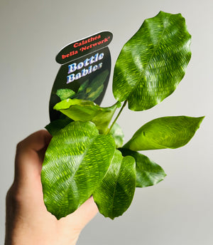 Calathea bella 'Network'