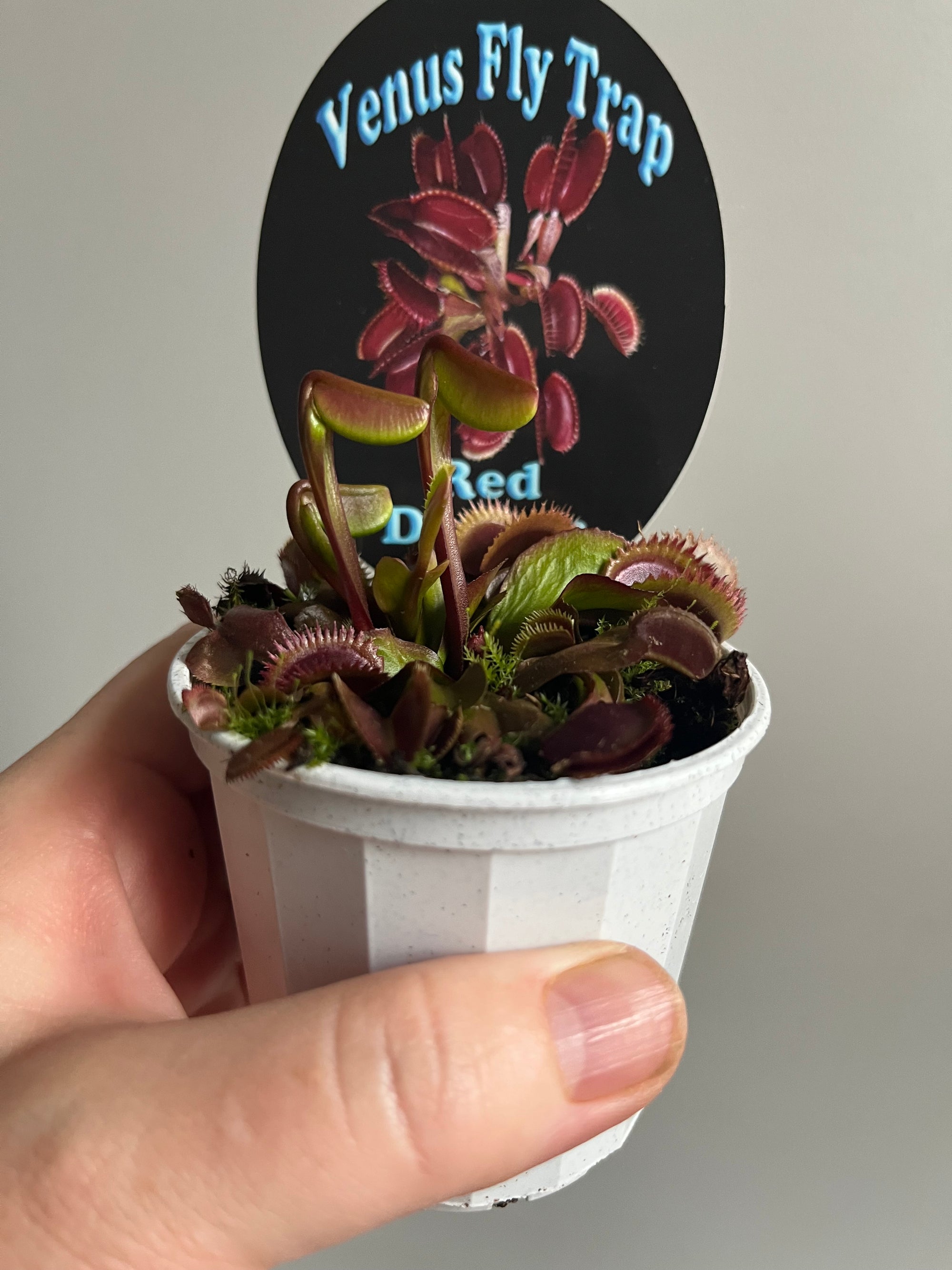 Venus Fly Trap 'Red Dragon' or 'Akai Ryu' - My Jungle Shack