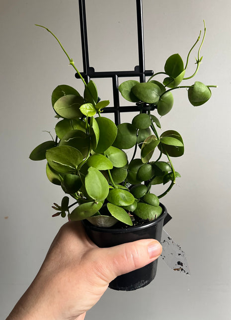 Dischidia Vidalii x sp Camiguin Island