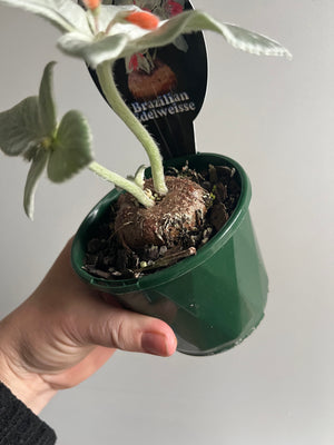 Sinningia leucotricha - Brazillian Edelweisse