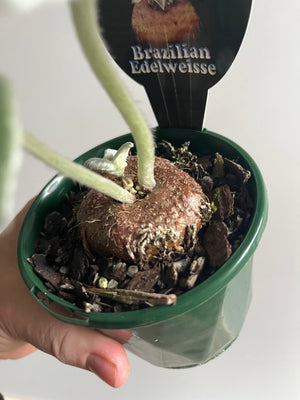 Sinningia leucotricha - Brazillian Edelweisse