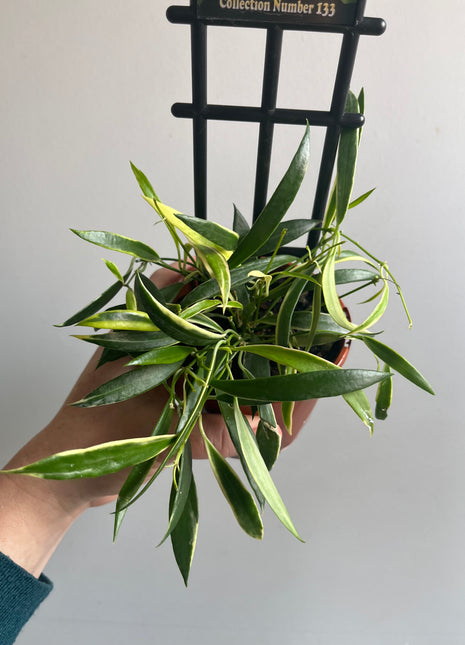 Hoya - Tsangii Albomarginata Collection No. 133