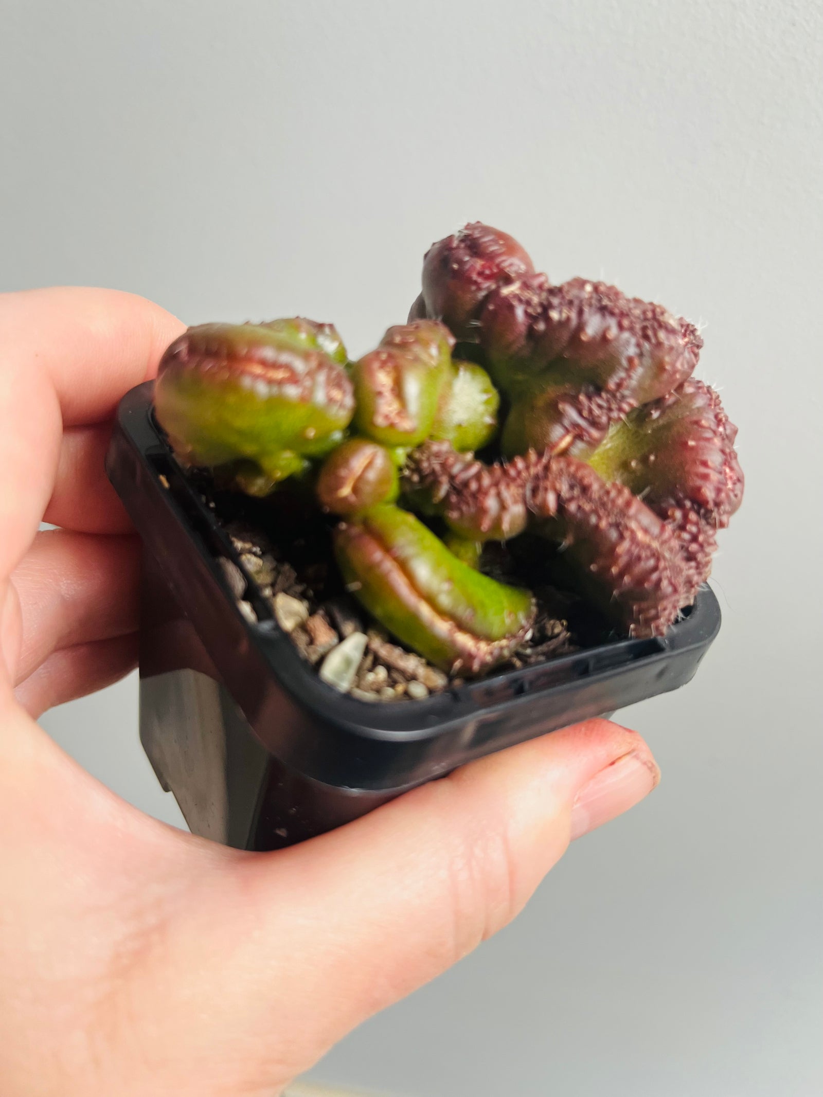 Echinopsis cultivar 'Chocolate'