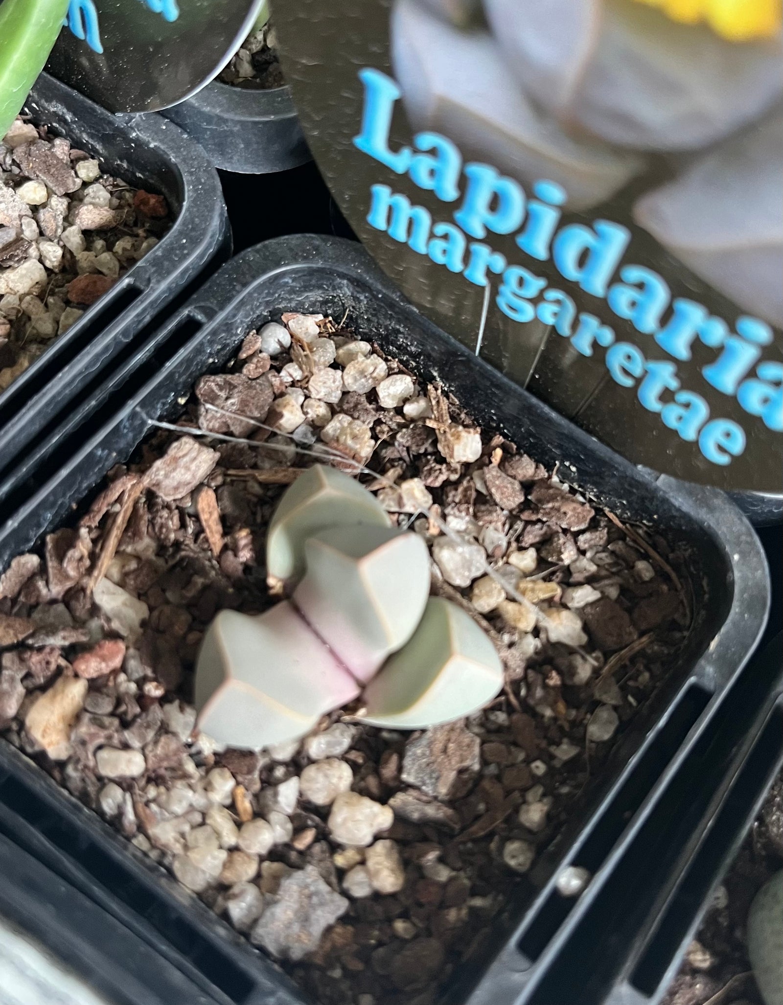 Lapidaria margaretae 'The Karoo Rose'