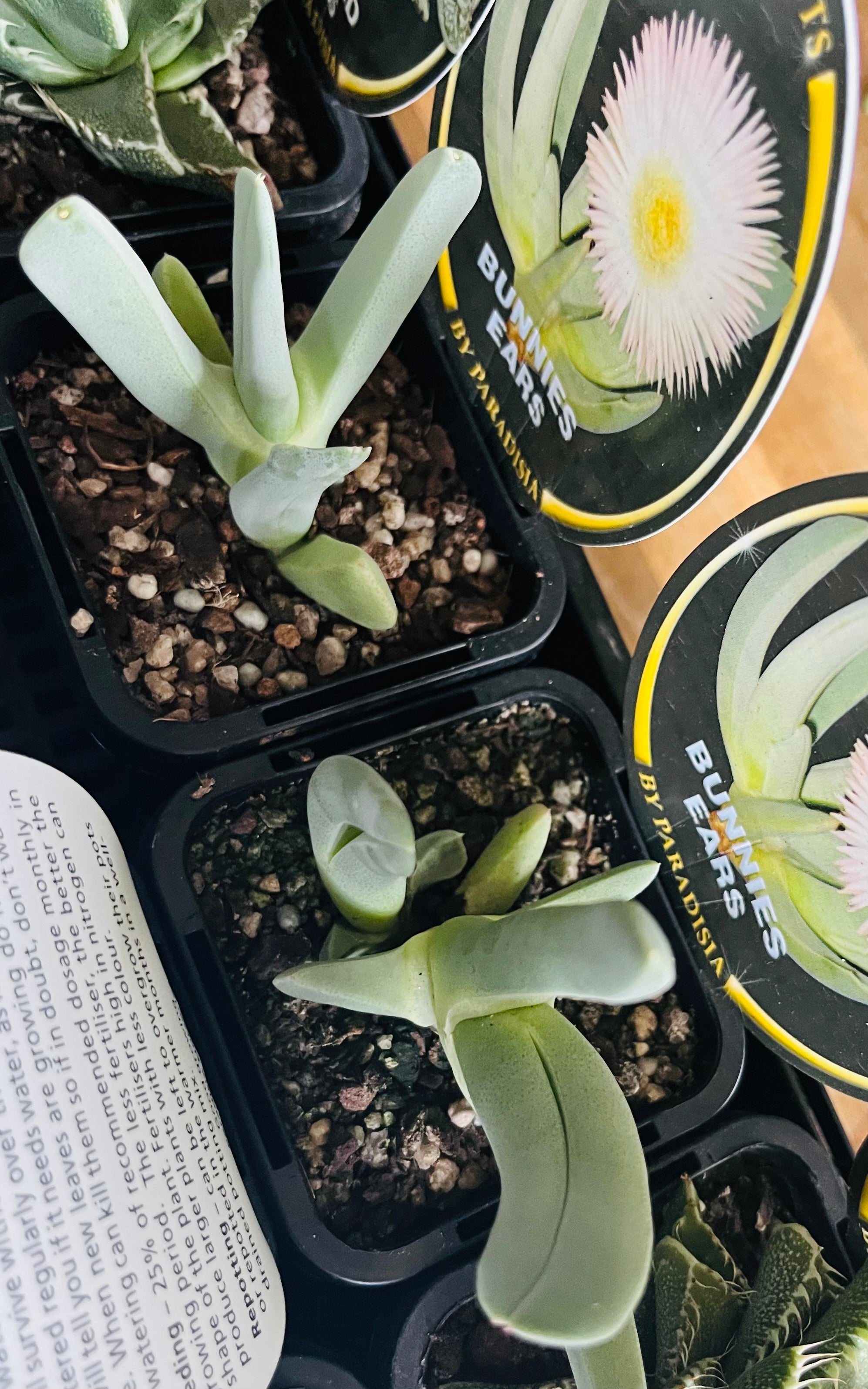 Chieridopsis candidissima - Bunnies Ears