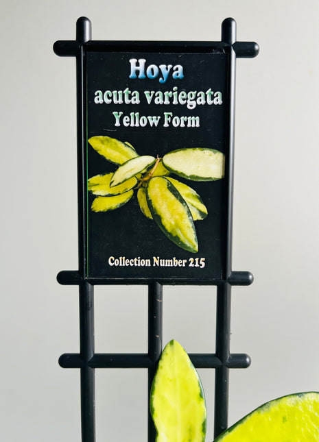 Hoya - Acuta Variegata (Yellow Form) - Collection No. 215