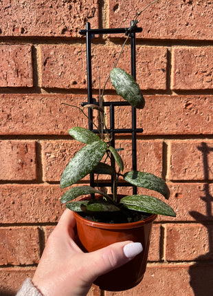 Hoya Sigillatis ‘Wide Leaf’ Collection No. 187