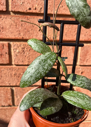 Hoya Sigillatis ‘Wide Leaf’ Collection No. 187