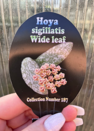 Hoya Sigillatis ‘Wide Leaf’ Collection No. 187