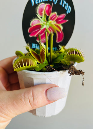 Venus Fly Trap 'Big Mouth'