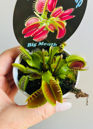 Venus Fly Trap 'Big Mouth'