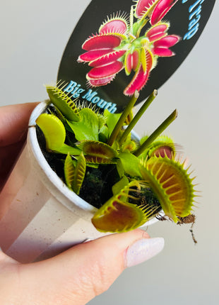 Venus Fly Trap 'Big Mouth'
