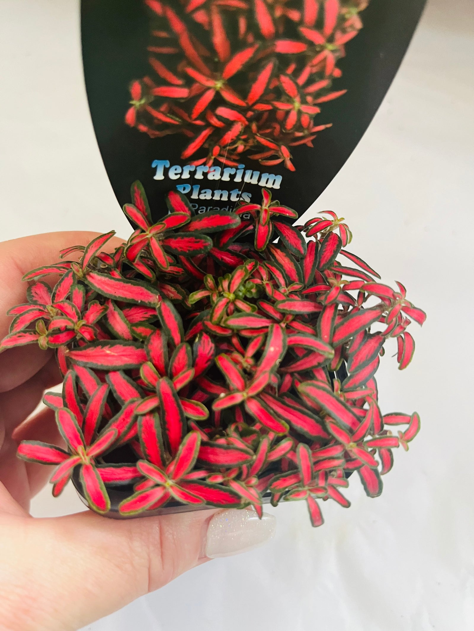 Fittonia - Ruby Lips