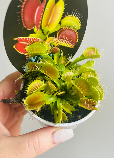 Venus Fly Trap (hybrid mix)