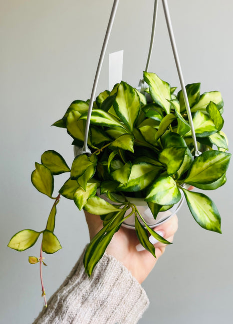 Hoya - Heuschkeliana variegata Collection No. 86