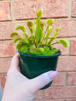Venus Fly Trap (NOID) B