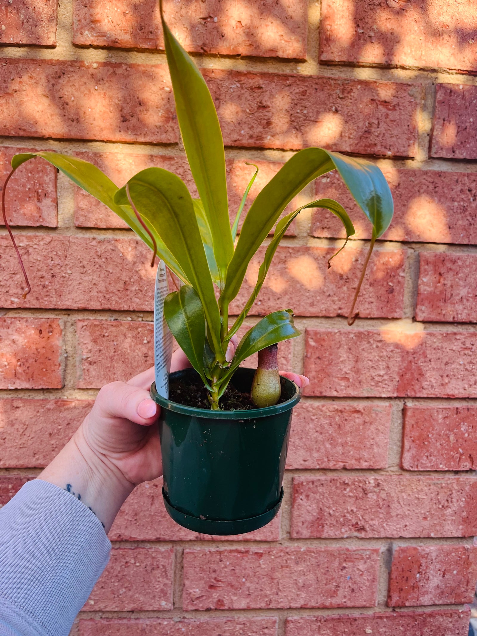 Nepenthes ‘Ventricosa’ - Pitcher Plant
