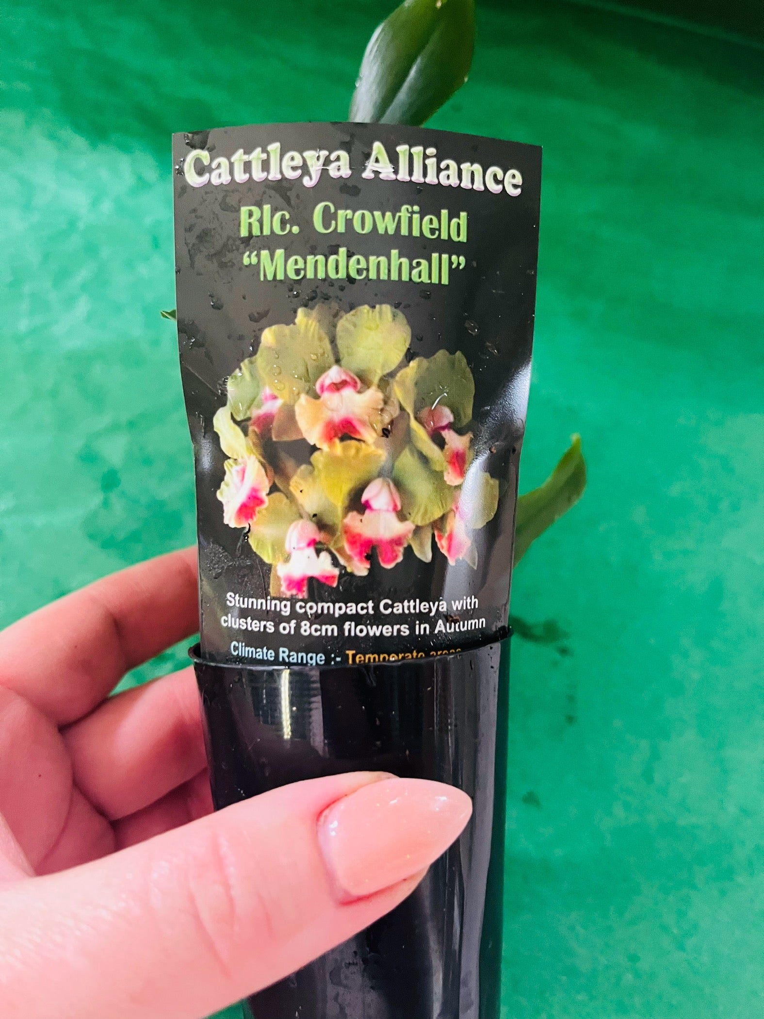 Rlc. Crowfield 'Mendenhall'