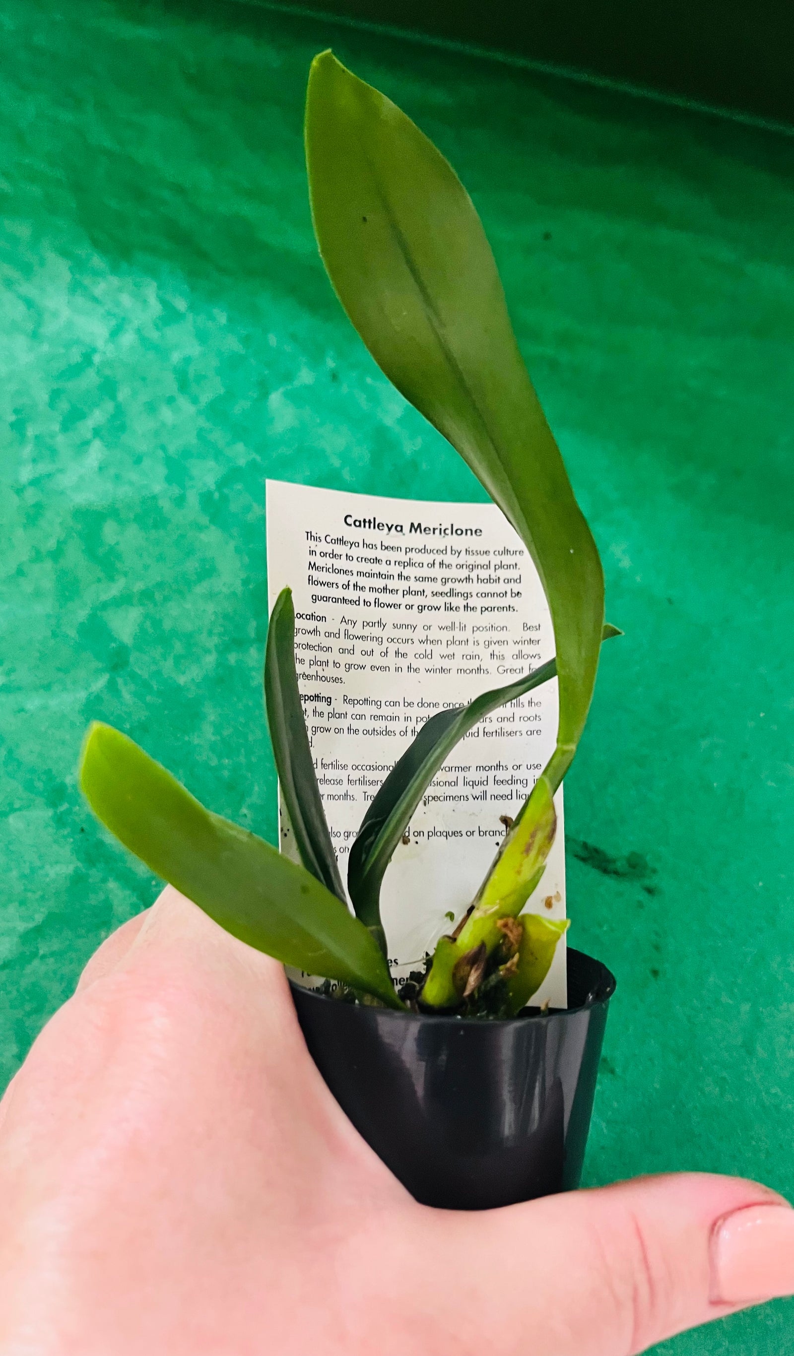 Rlc. Crowfield 'Mendenhall'