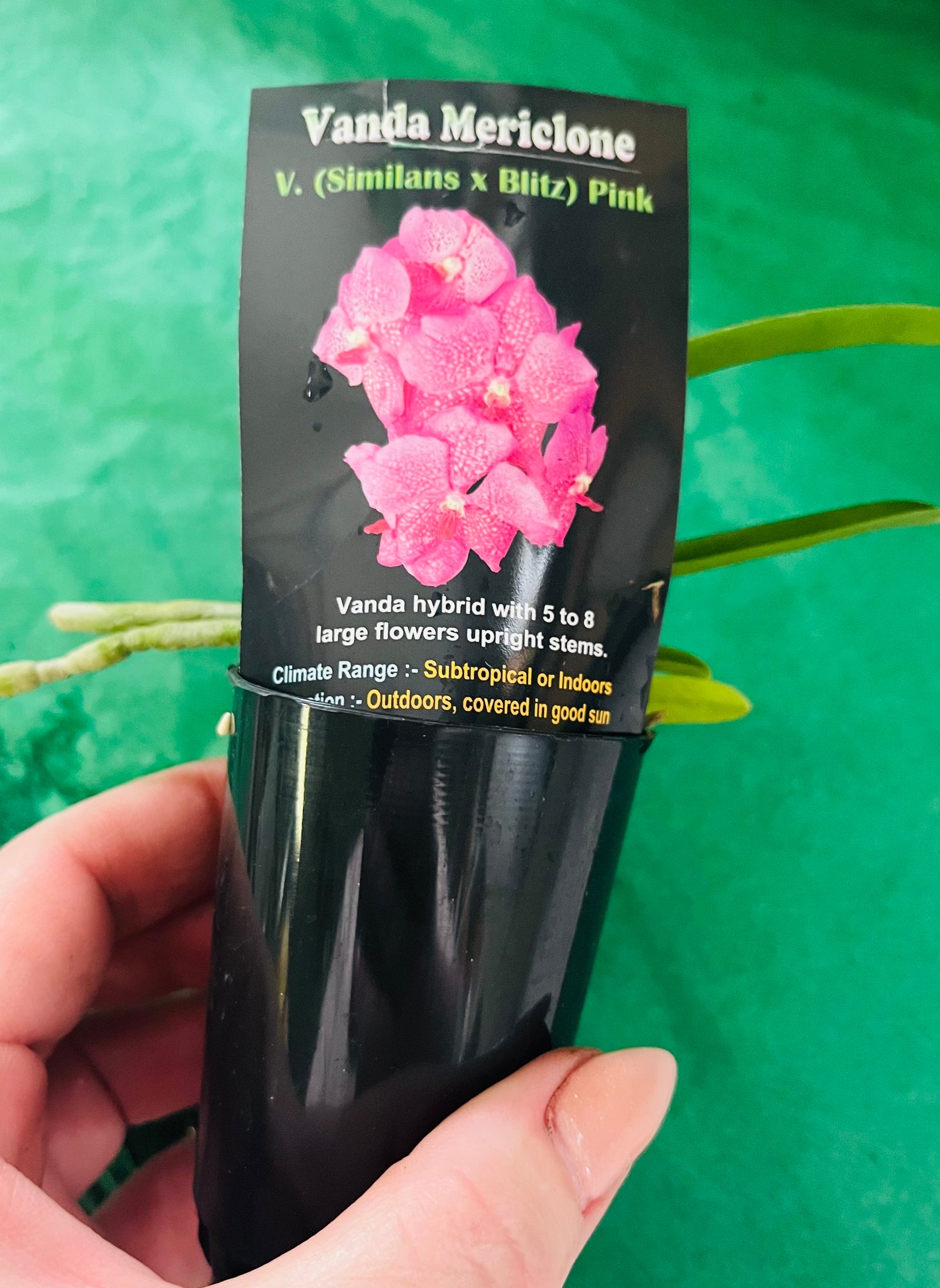 Vanda Mericlone V. (Similans x Blitz) Pink