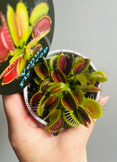 Venus Fly Trap (hybrid mix)