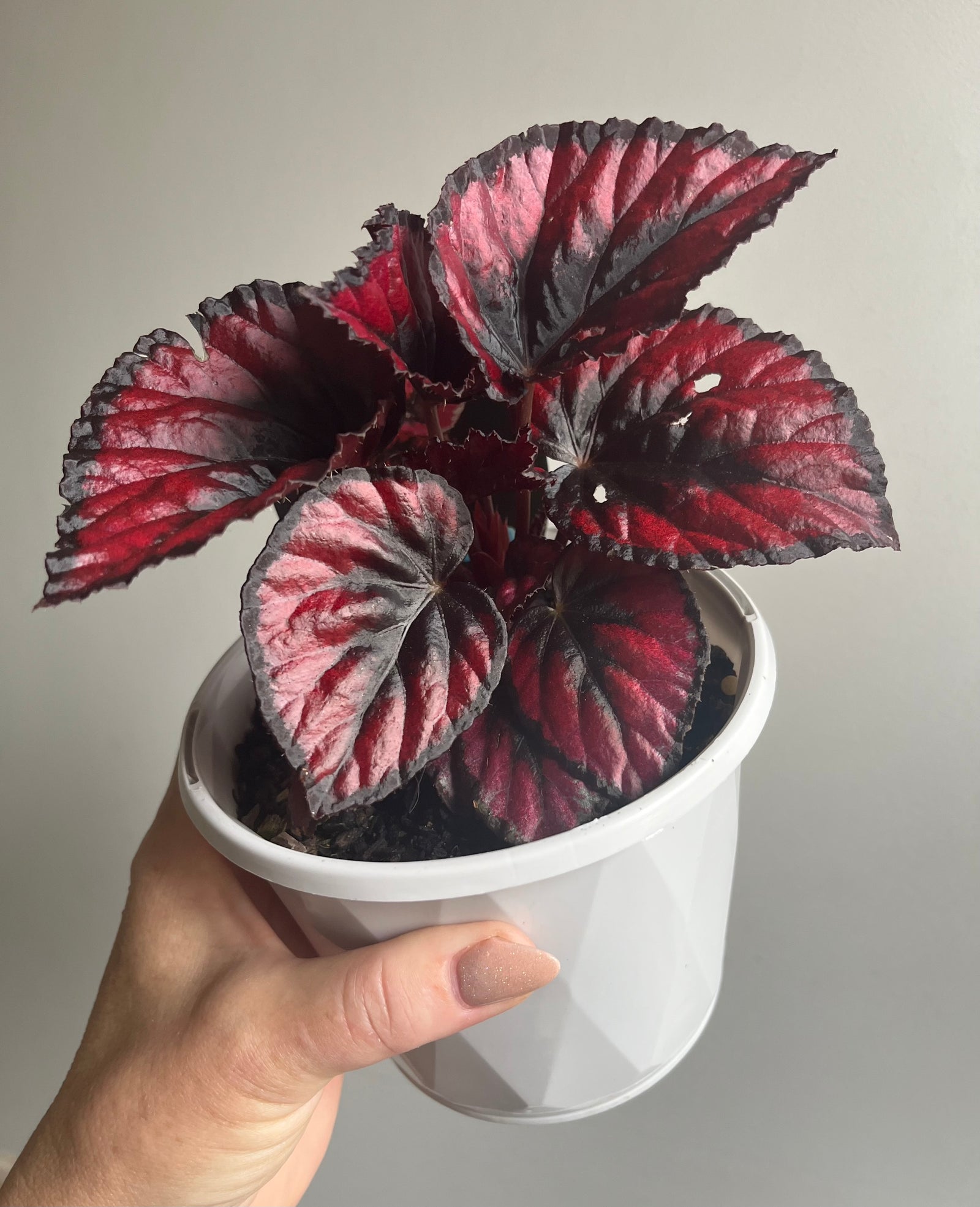Begonia rex hybrid  'Fireworks' aka ‘Red Kiss’