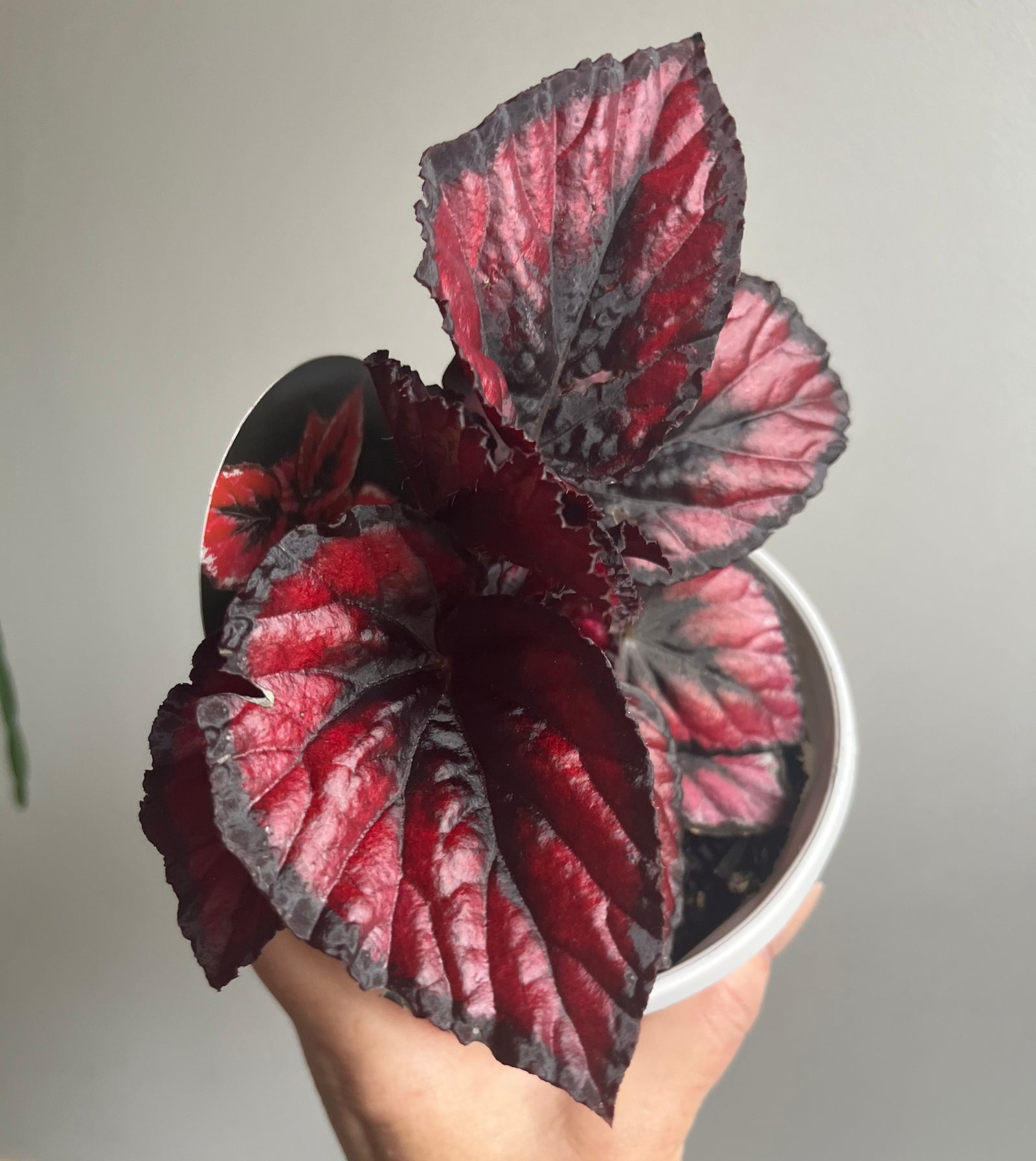 Begonia rex hybrid  'Fireworks' aka ‘Red Kiss’