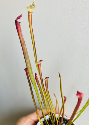 Sarracenia hybrid - Trumpet Pitcher Plant (NOID) E