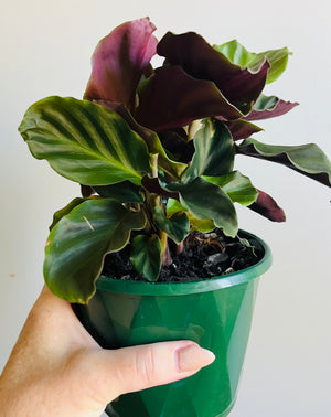 Calathea crocata