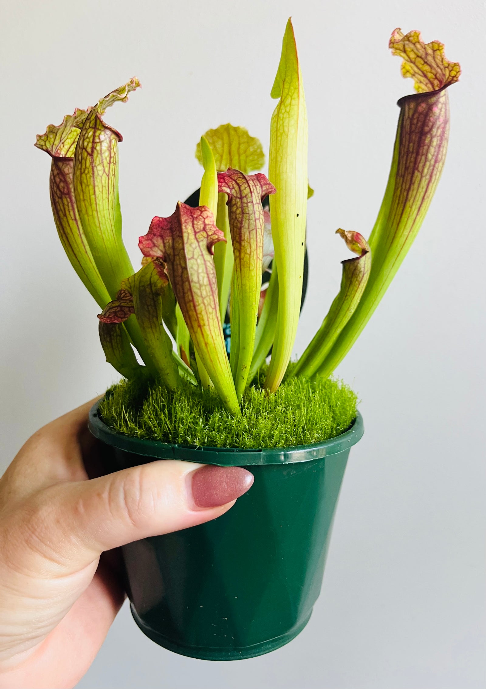Sarracenia hybrid - Trumpet Pitcher Plant (NOID) D
