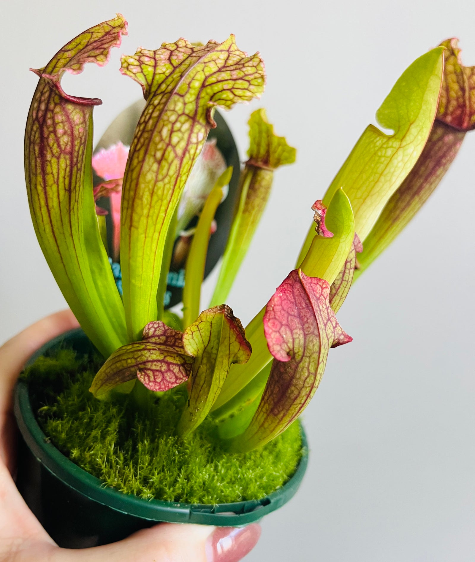 Sarracenia hybrid - Trumpet Pitcher Plant (NOID) D