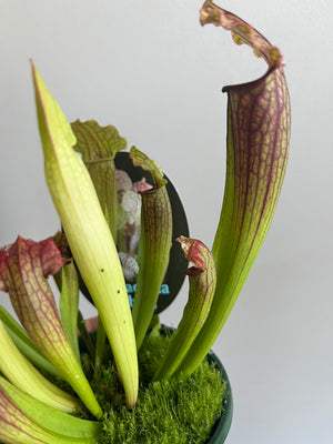 Sarracenia hybrid - Trumpet Pitcher Plant (NOID) D