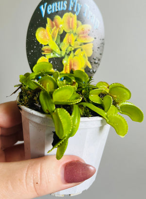 Venus Fly Trap ‘Coquillage’