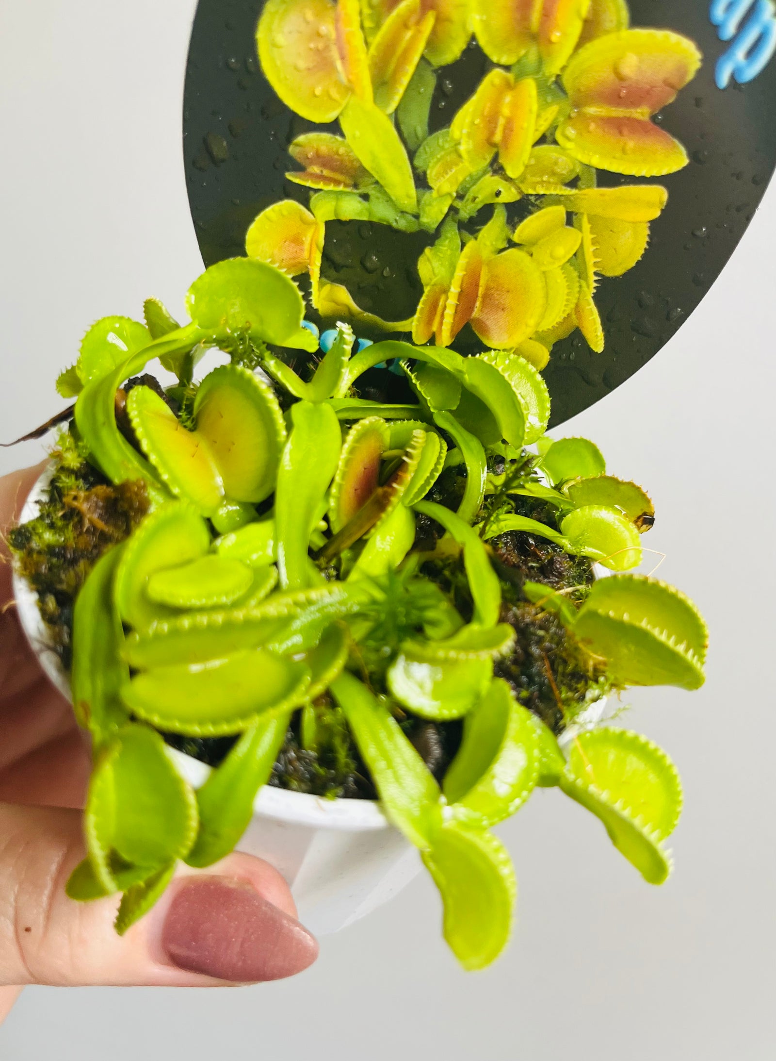 Venus Fly Trap ‘Coquillage’