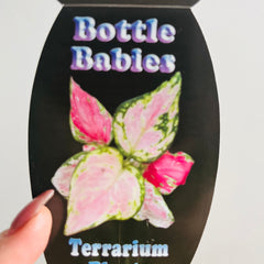 Collection image for: Aglaonema