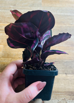 Calathea - Red Mojo