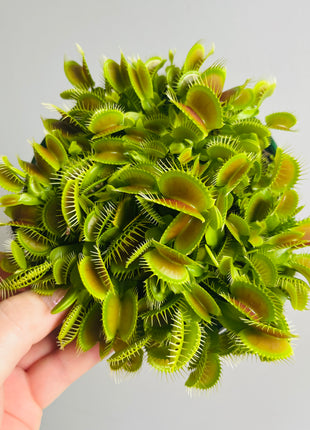 Venus Fly Trap 'Big Mouth'