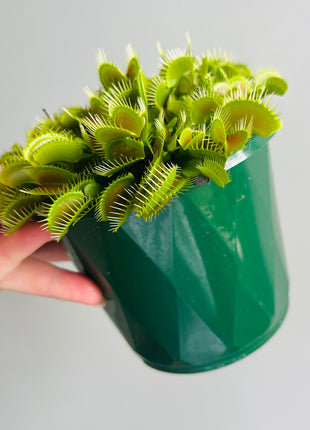 Venus Fly Trap 'Big Mouth'