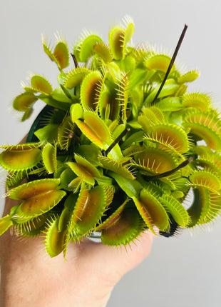 Venus Fly Trap 'Big Mouth'